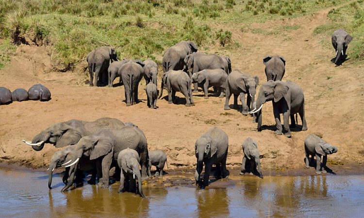 Elephants in Tarangire National Park Tanzania