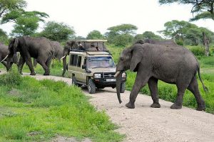Game Drive in Tarangire National park Tanzania
